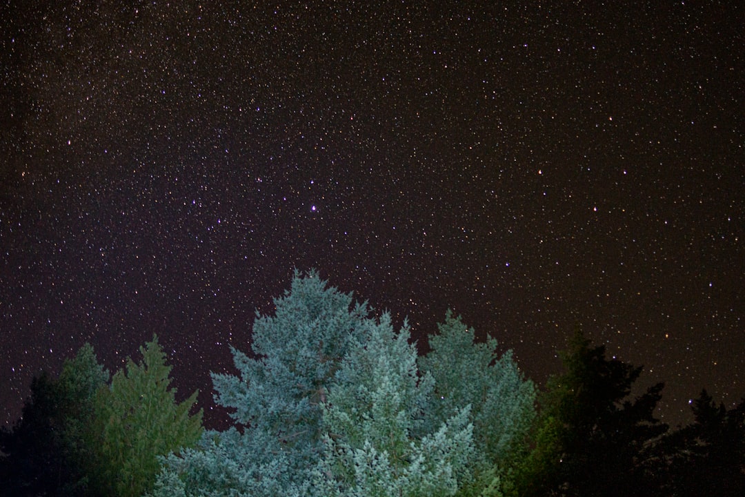 green-leafed tree under clear night sky