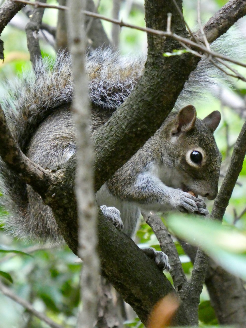 écureuil sur l’arbre