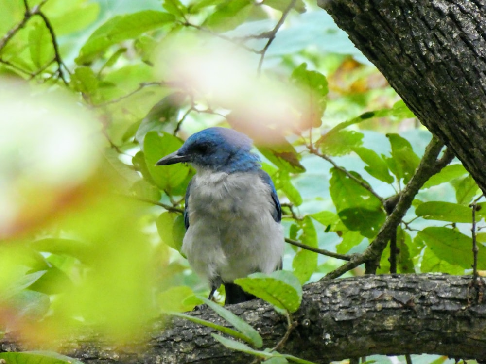Fotografía de enfoque selectivo de pájaro azul y blanco posado