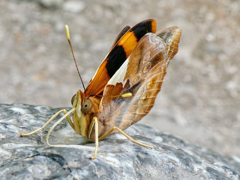 Fotografía de enfoque selectivo de mariposa marrón y negra