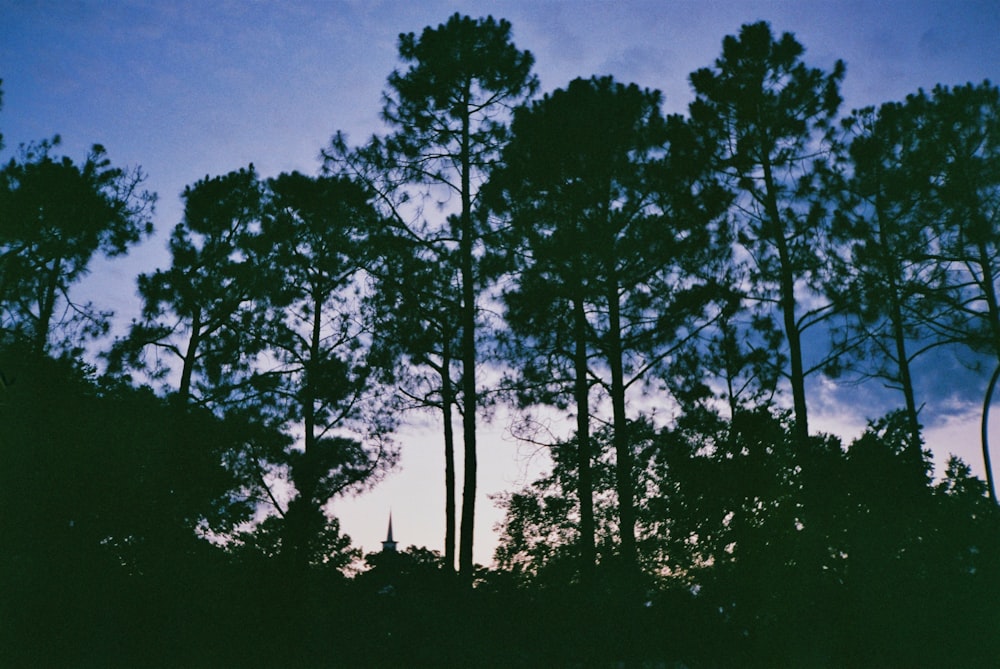 silhouette of trees