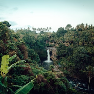 waterfalls beside trees