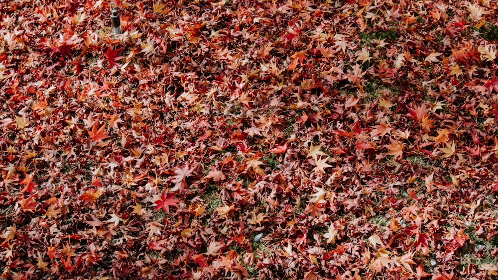 dried brown leaves