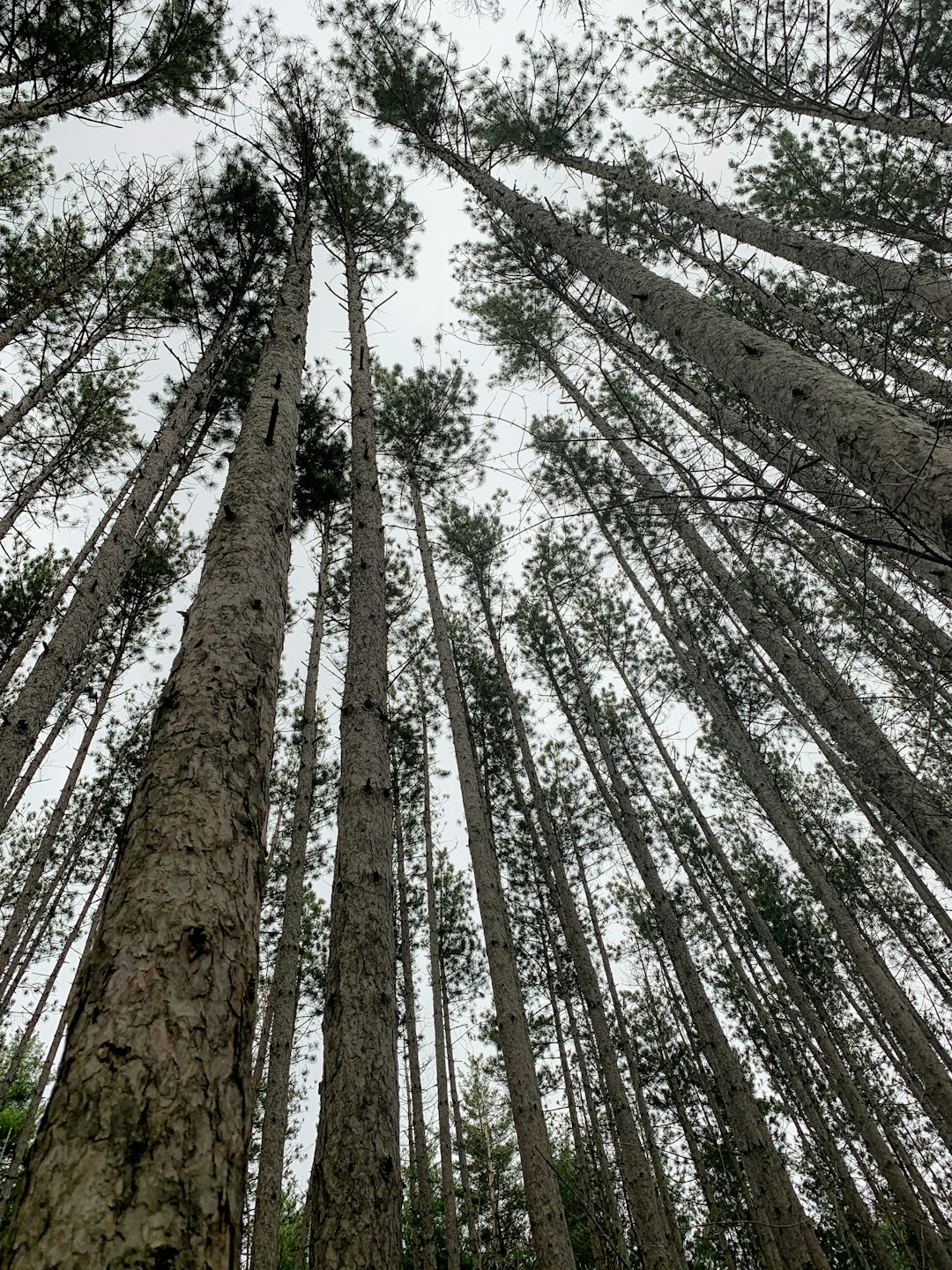 Forest photo spot Unnamed Road Dundas