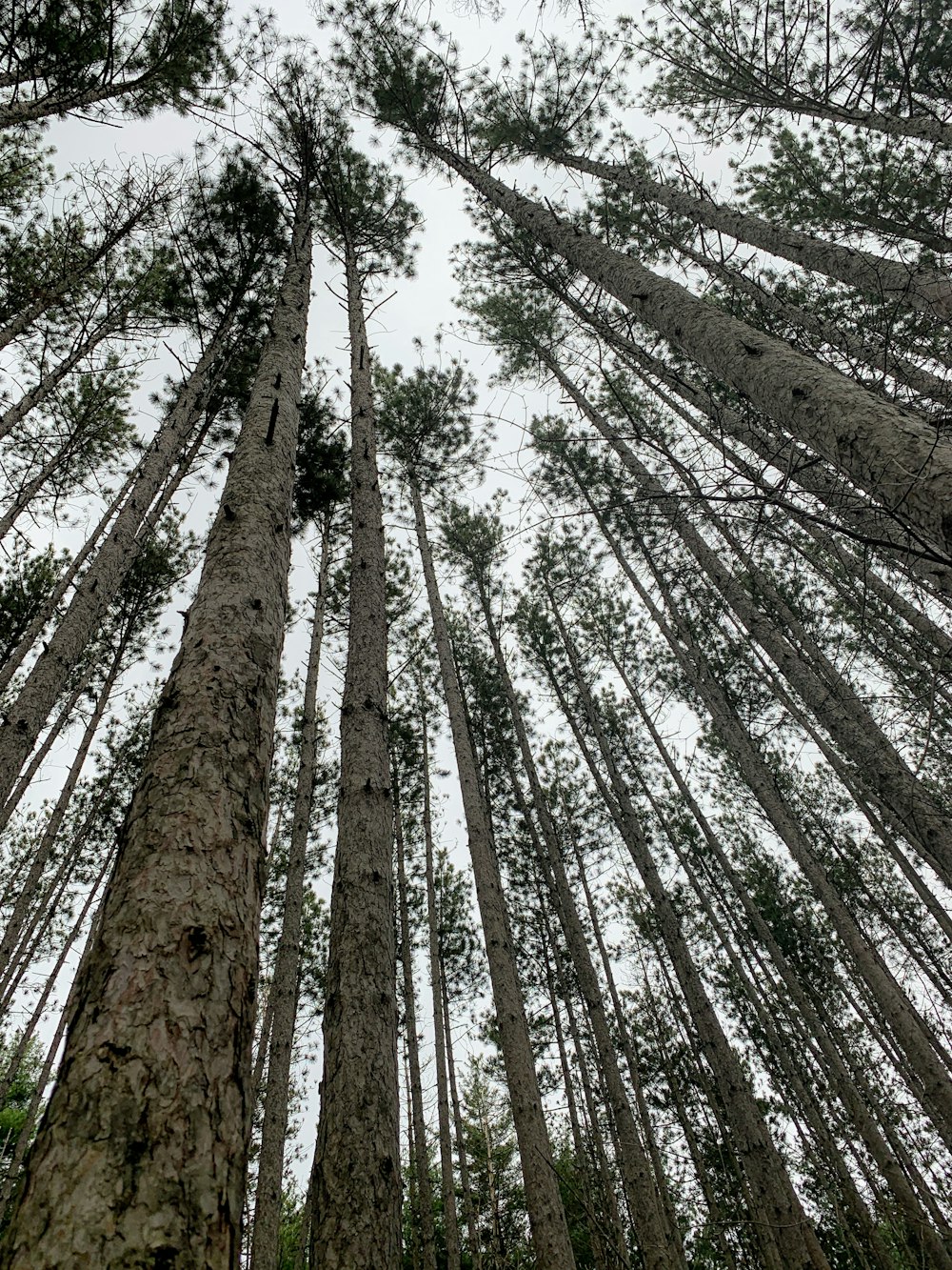 árvores altas