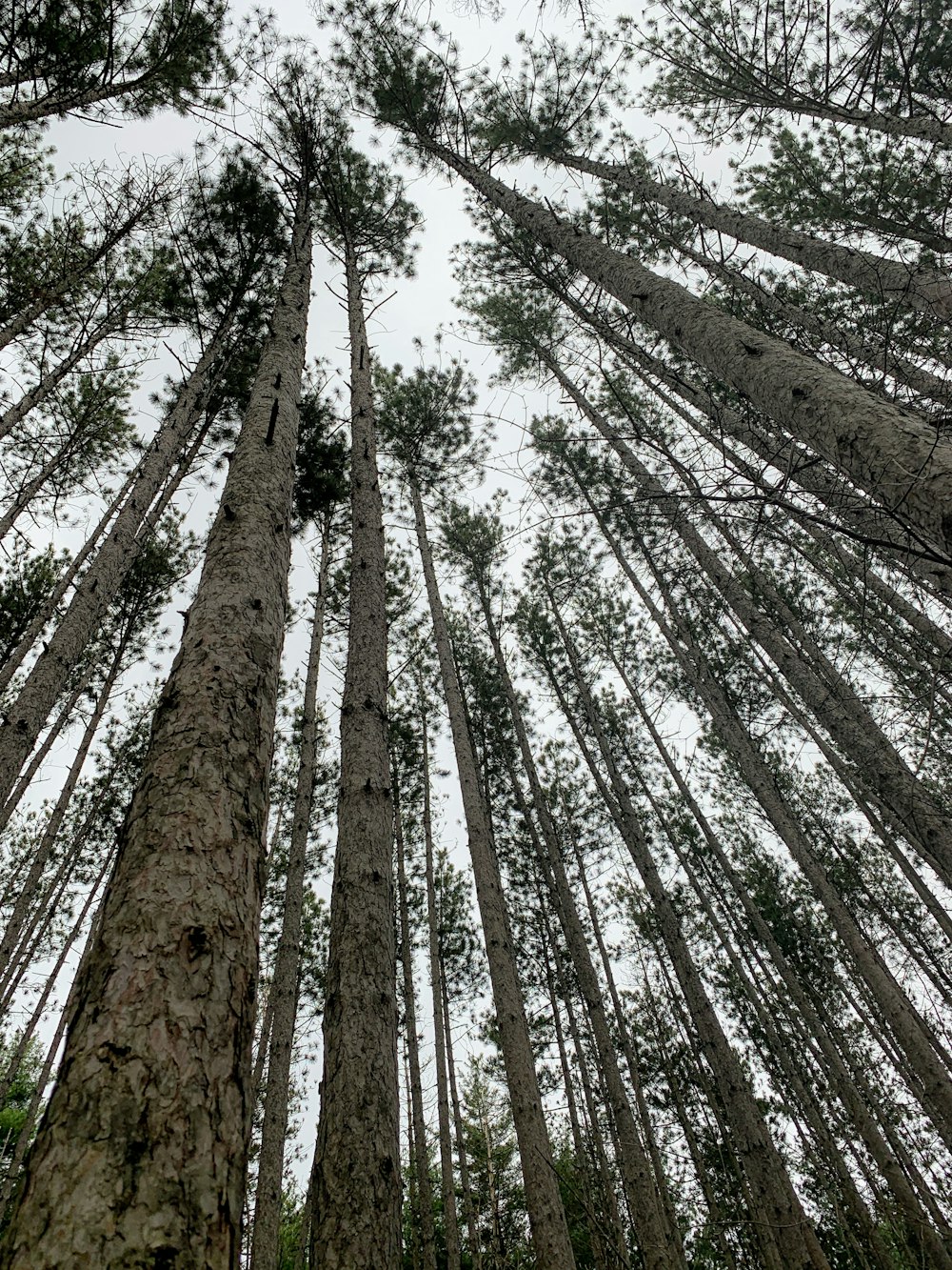 tall trees