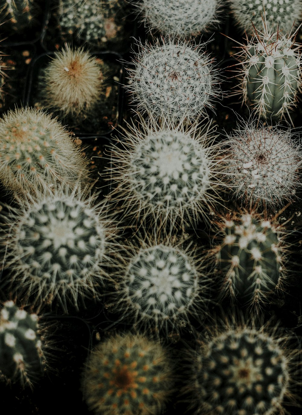 Lote de plantas de cactus verdes