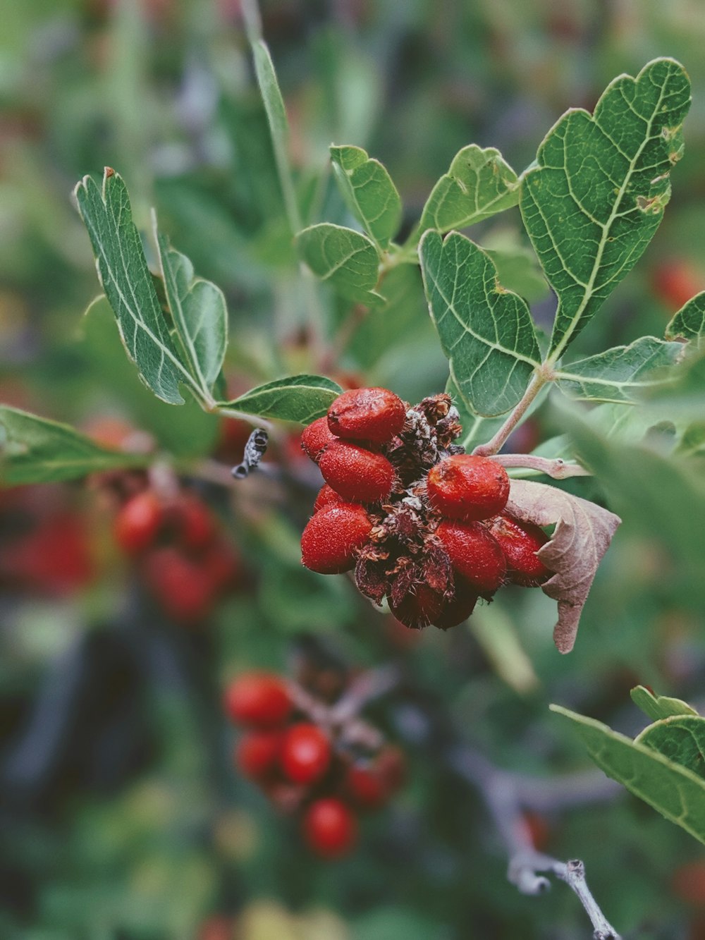 selective focus photography of red fruits