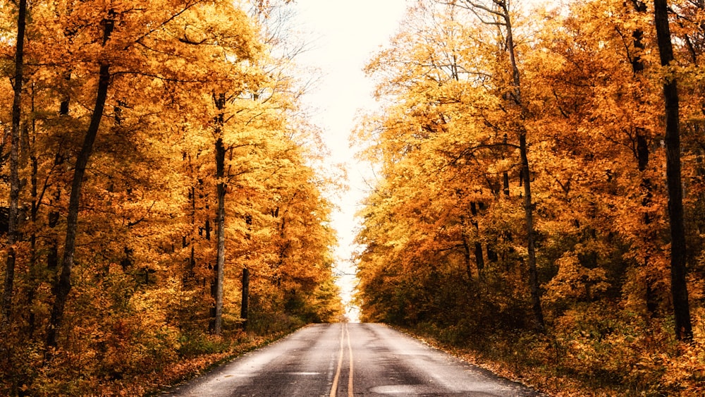 orange-leafed trees