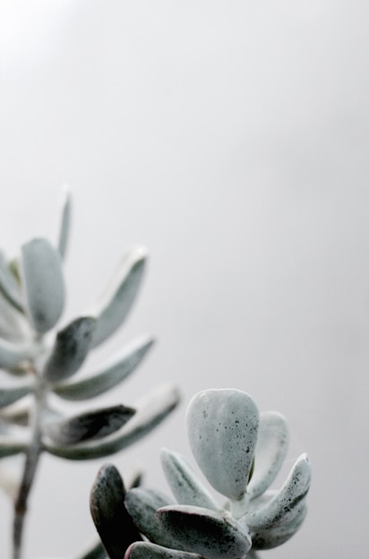 A serene cactus plant with soft green tones against a clean, minimalist background symbolizing growth and calm learning.