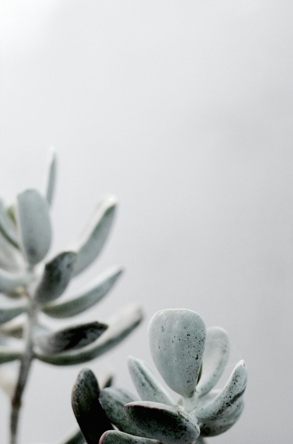 grayscale photography of plant