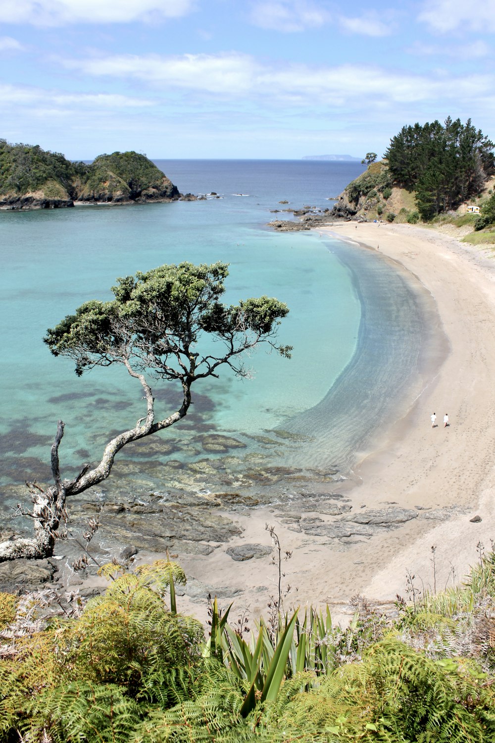 a lone tree on a beach near the ocean