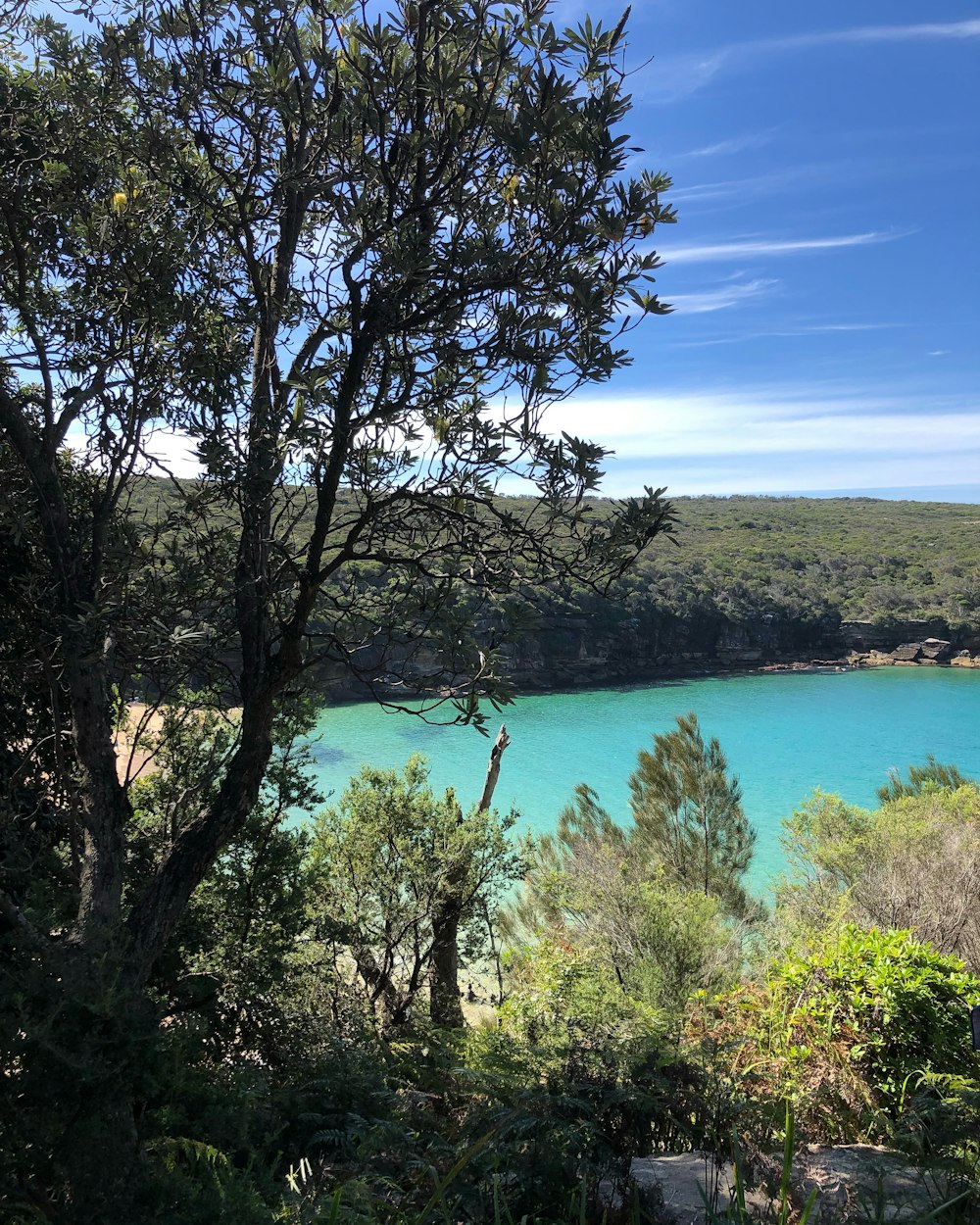 green and black trees near body of water at daytime