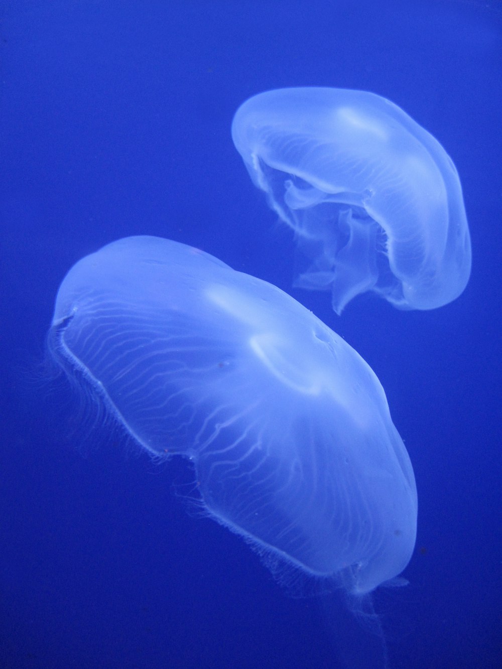 two jellyfish swimming in the blue water