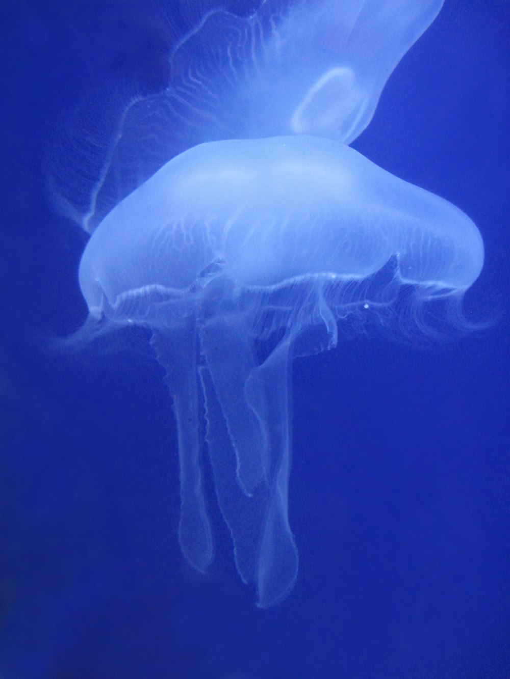 white jellyfish