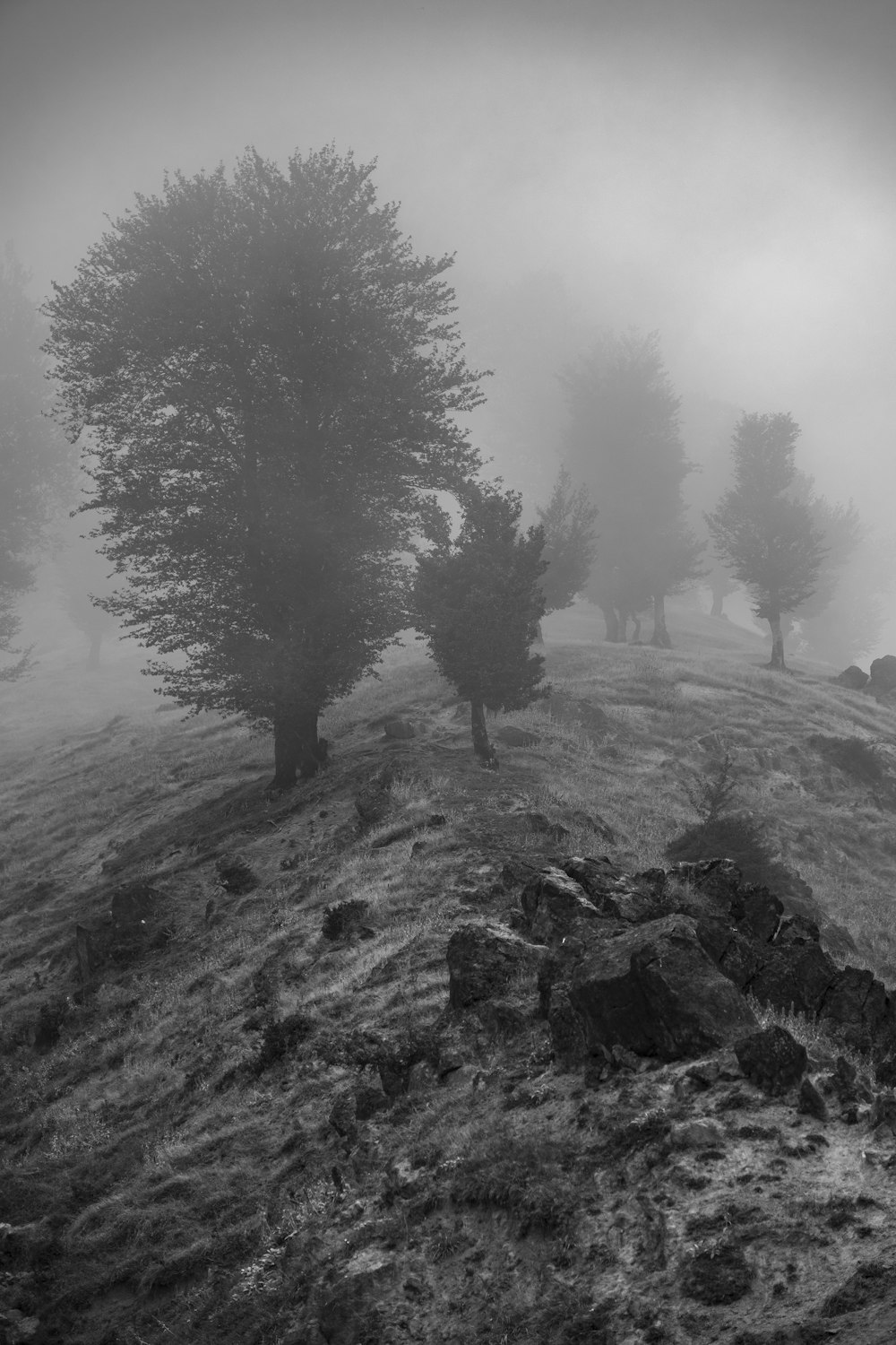 grayscale photography of broad-leaved tree