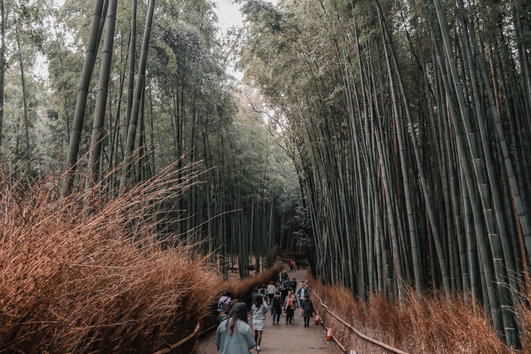 people walking between bamboo plants