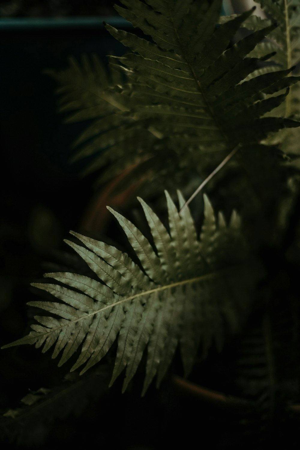 green fern