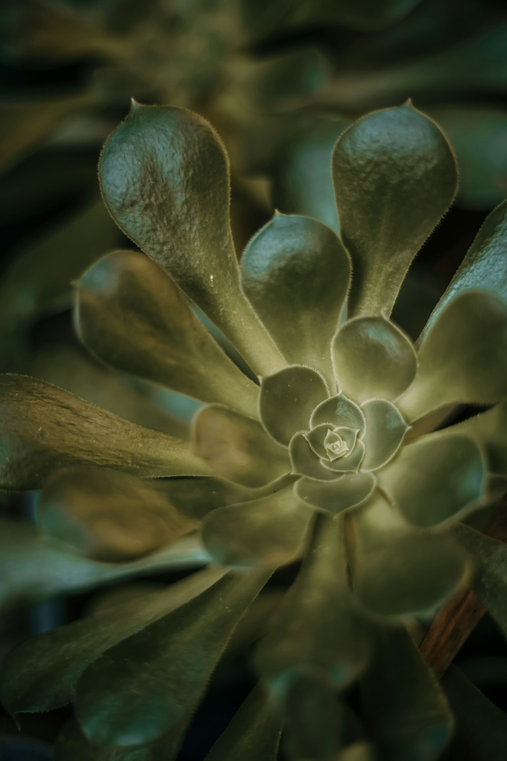 green-leafed plant