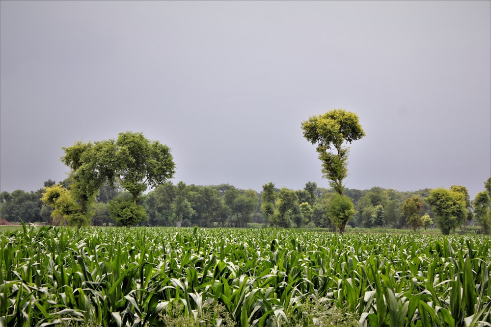 green corn field during daytime