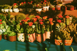 Personalized table arrangement with bright pots and mixed succulents ready for a special event