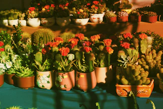 Personalized table arrangement with bright pots and mixed succulents ready for a special event