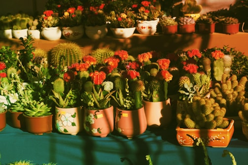 Numerous potted cacti and succulents are arranged on a table covered with a teal cloth. The plants are in a variety of pots, some with floral designs, and feature vibrant green and red hues. The lighting casts dramatic shadows, adding depth and contrast to the scene.