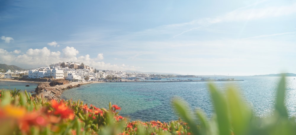 flowers near sea during daytime