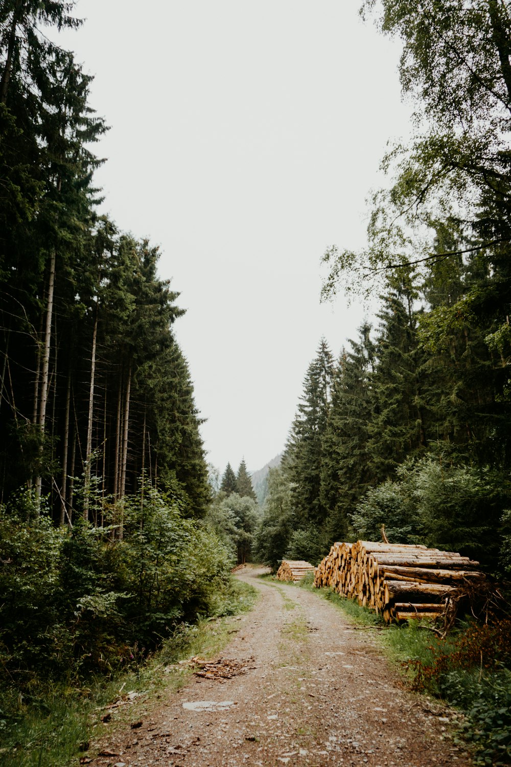 Camino entre árboles