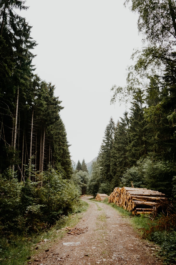 pathway between treesby Marina Reich