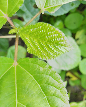 Fresh green stevia leaves in natural sunlight, showing their vibrant color and delicate veins.