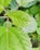 A close-up photo of fresh kratom leaves on a wooden table with natural sunlight.