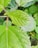 A close-up photo of fresh kratom leaves on a wooden table with natural sunlight.