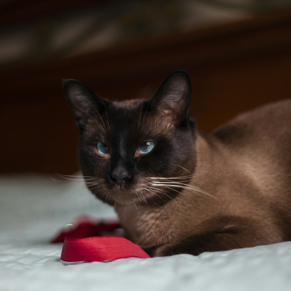 gray cat on bed