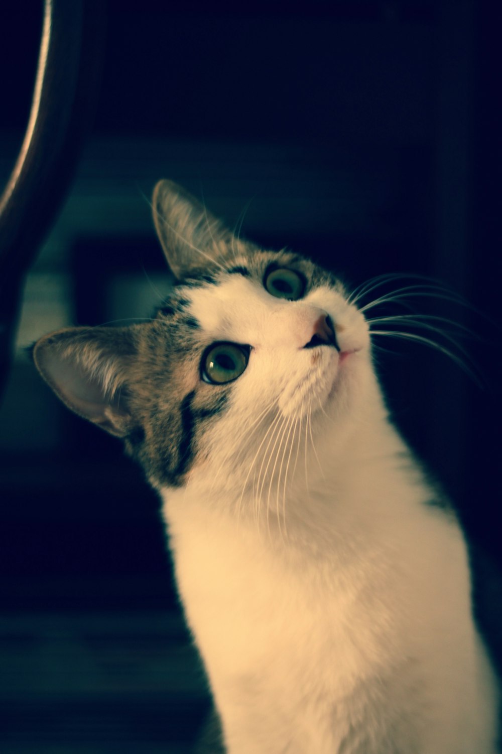 shallow focus photo of white cat