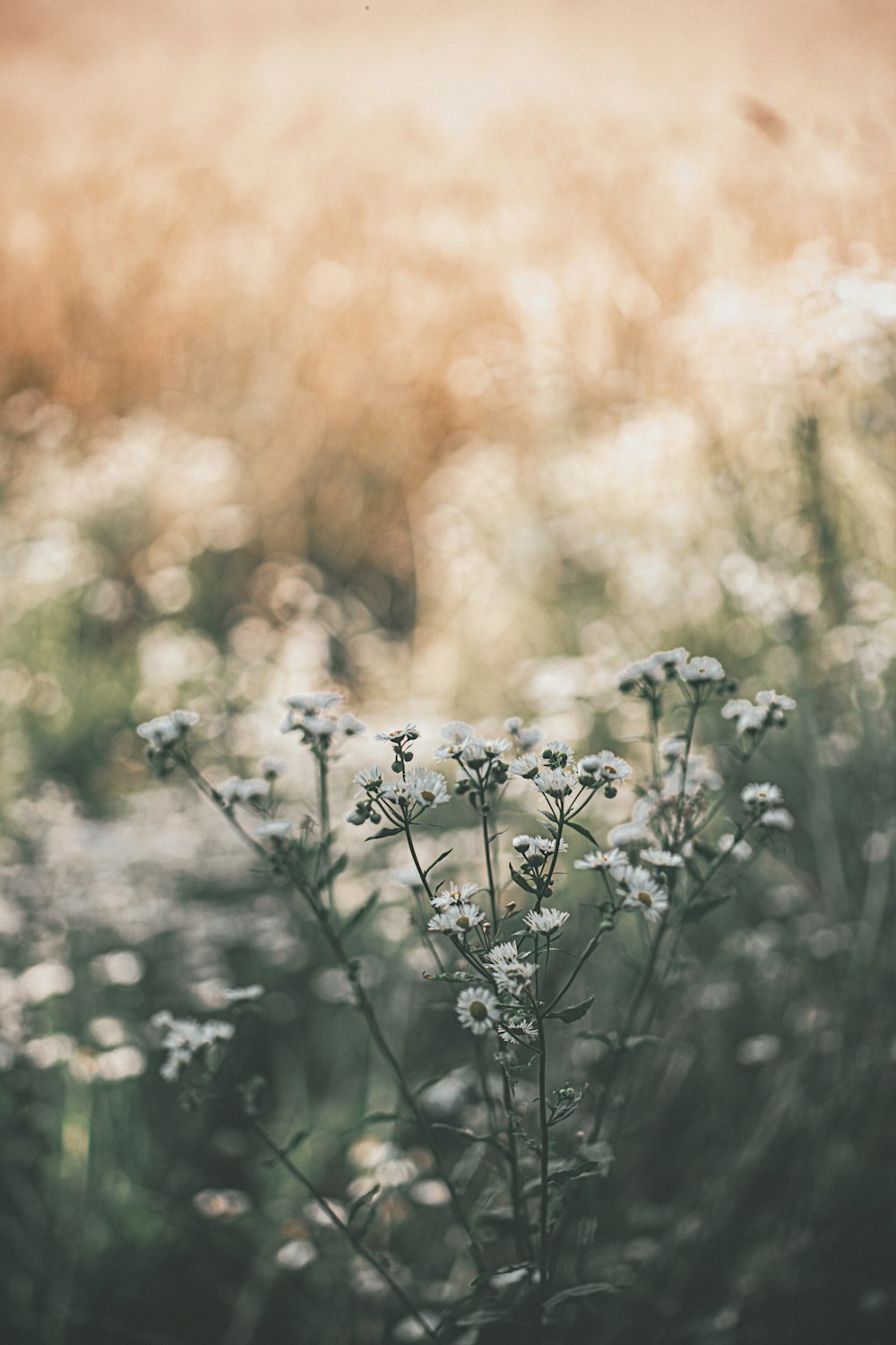 un bouquet de fleurs qui sont dans l’herbe