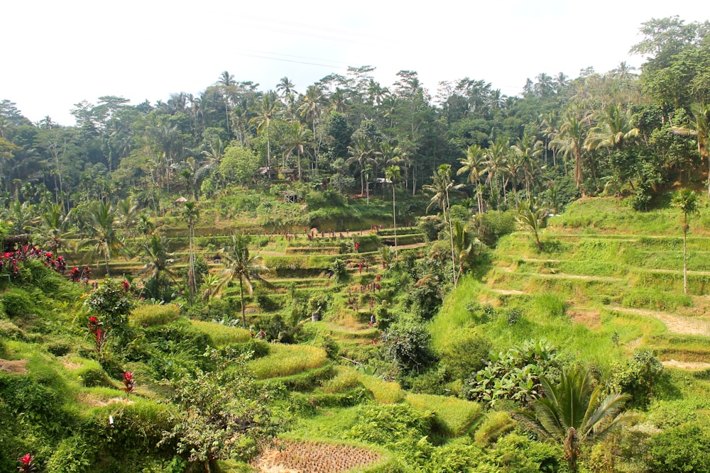 green trees