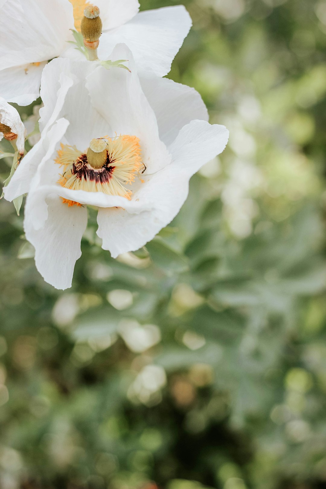 shallow focus photo of white flower