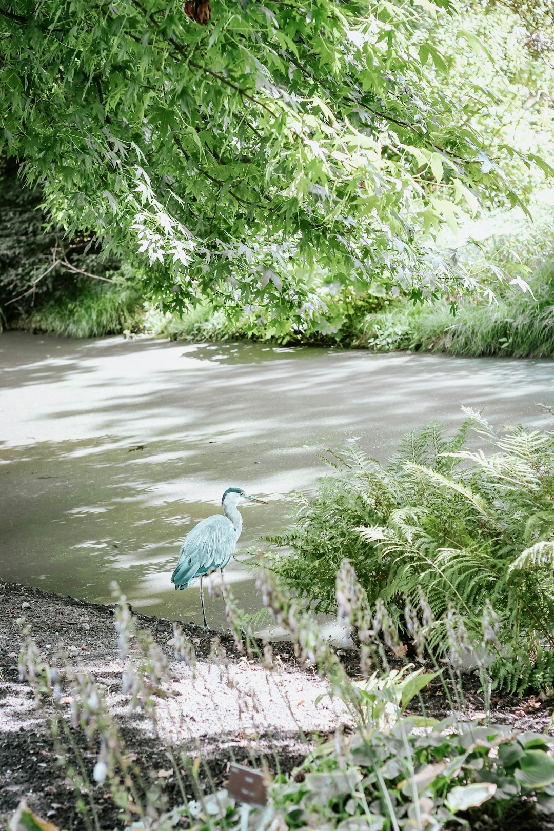 pelican near road