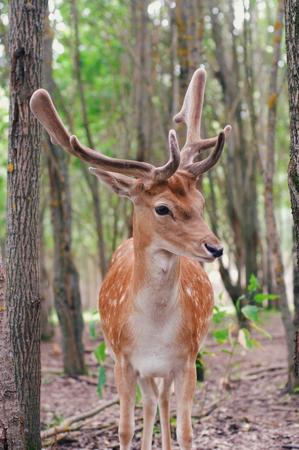 brown deer during daytime