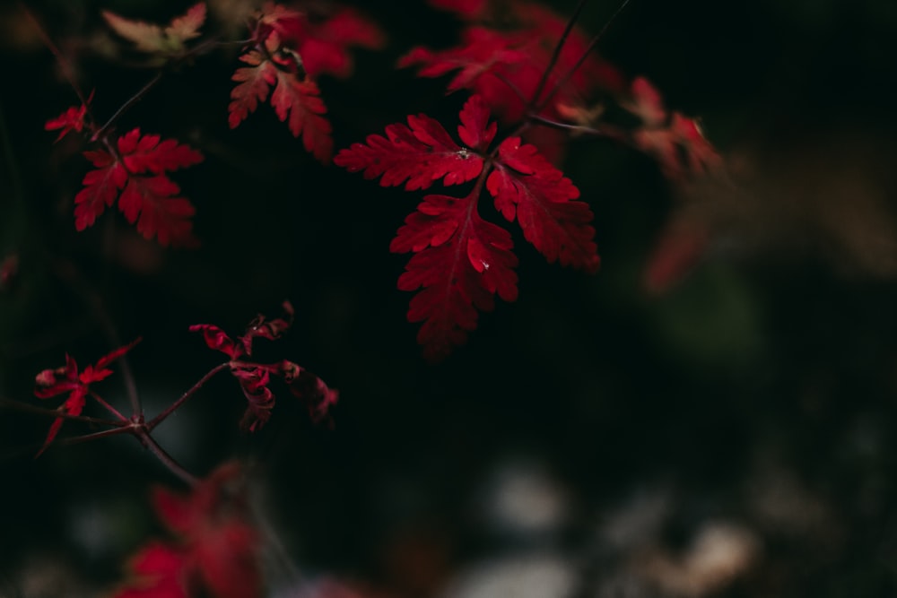 red-leafed plant