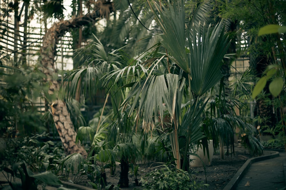 green palm plants beside tree