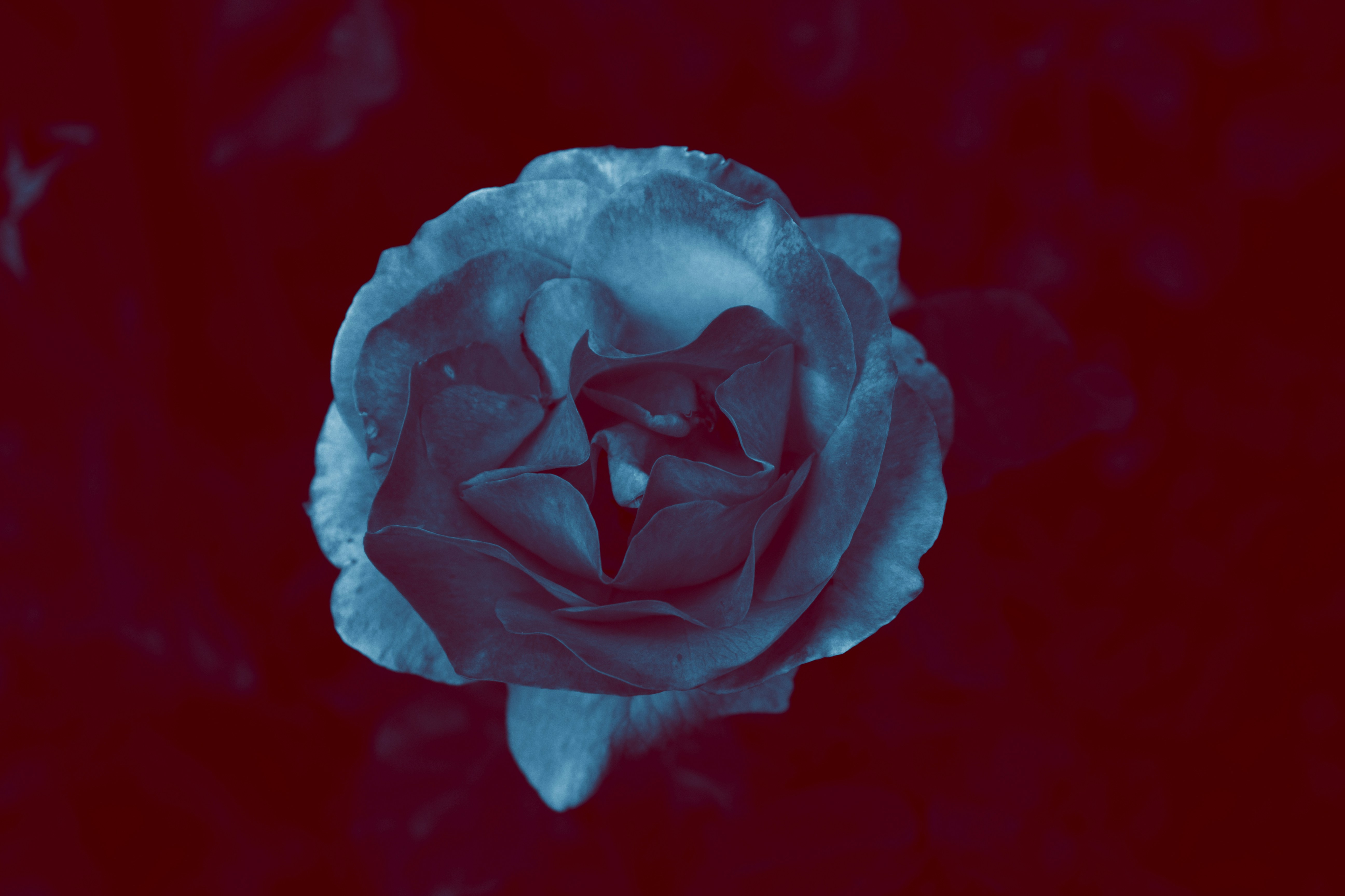 closeup photo of flower