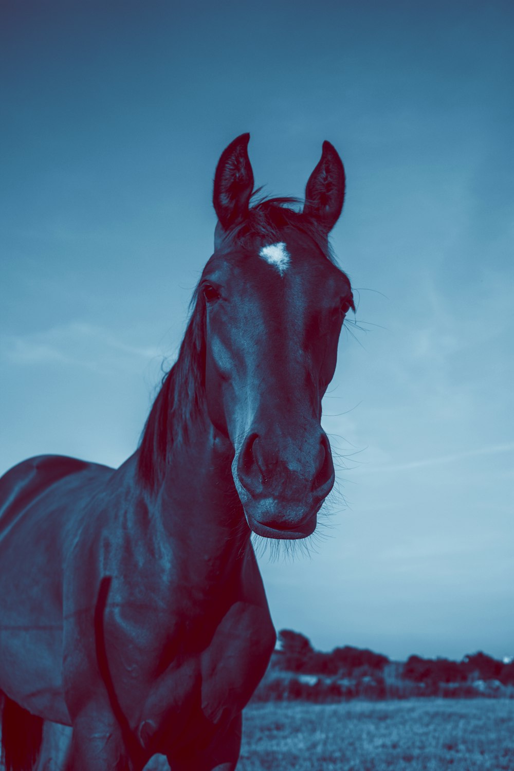 black horse on focus photography