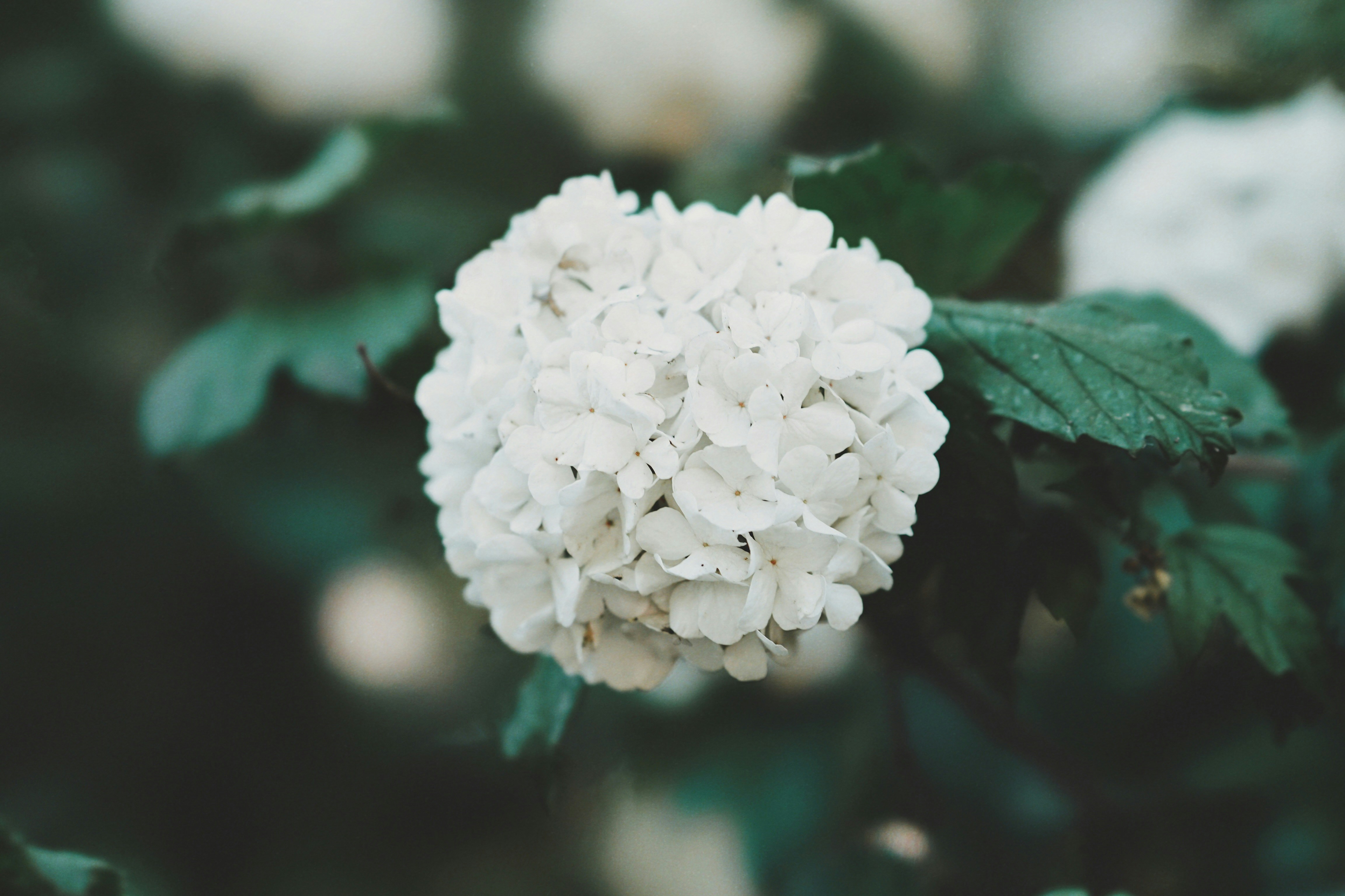 Photo by olegivanovpht