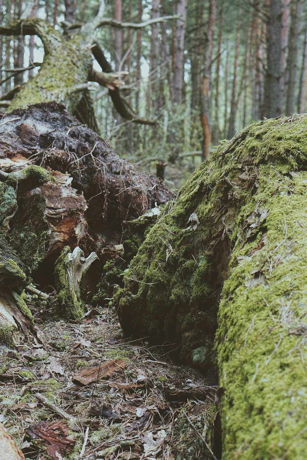 mossy tree during daytime