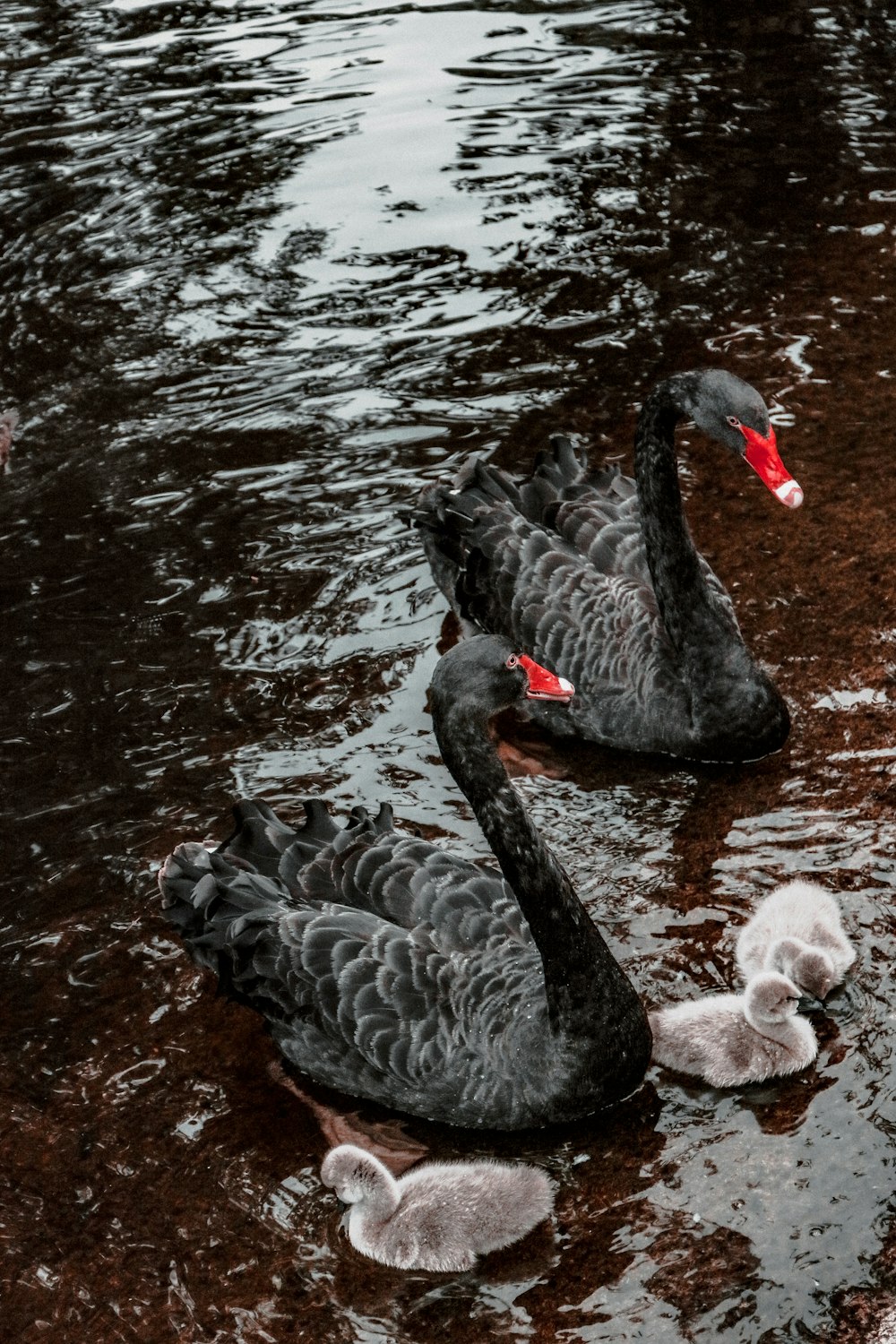 Dos patos negros en el cuerpo de agua