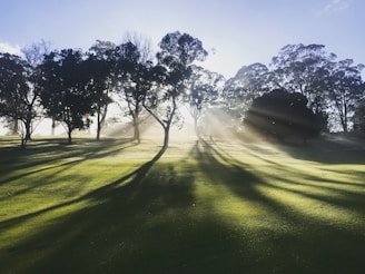 trees under blue sky