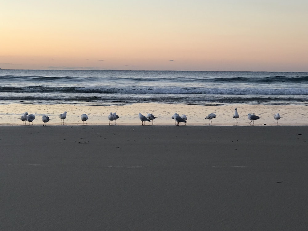 white-and-gray birds on shore