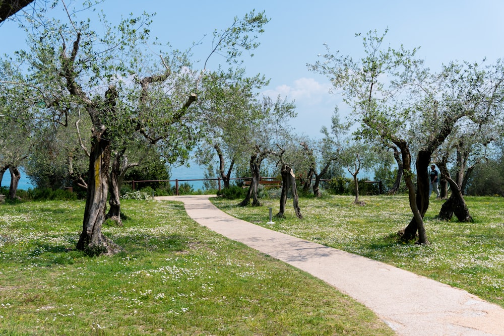 pathway surround by trees